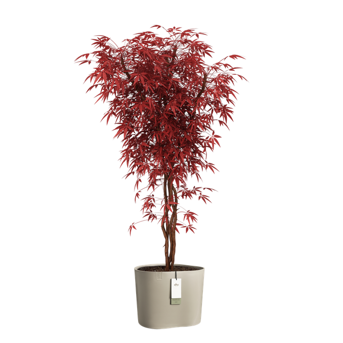 eden aquacare low 40cm taupe doux